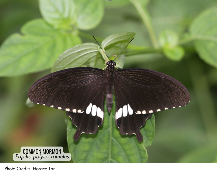 Common Mormon (Papilio polytes romulus)